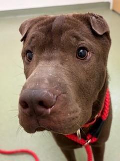 Enlarge Max, a ADOPTABLE mixed breed in Ionia, MI image 5/6