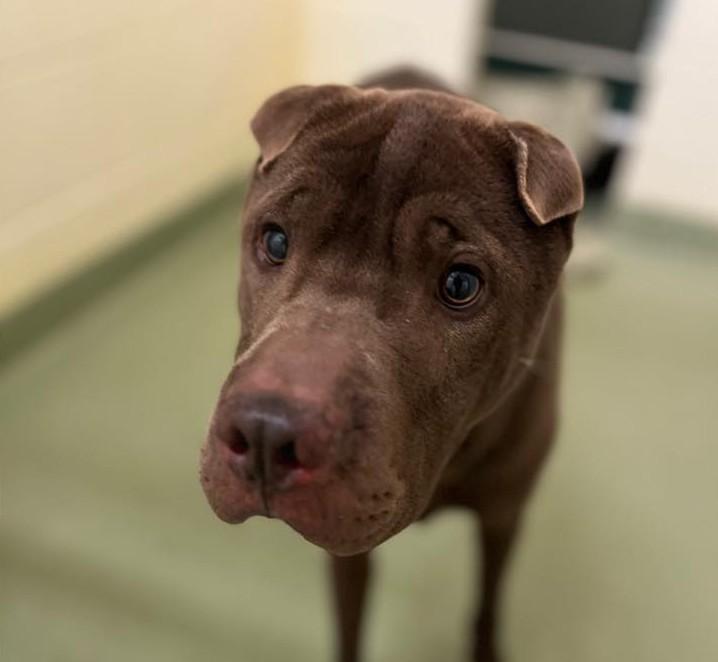 Enlarge Max, a ADOPTABLE mixed breed in Ionia, MI image 4/6