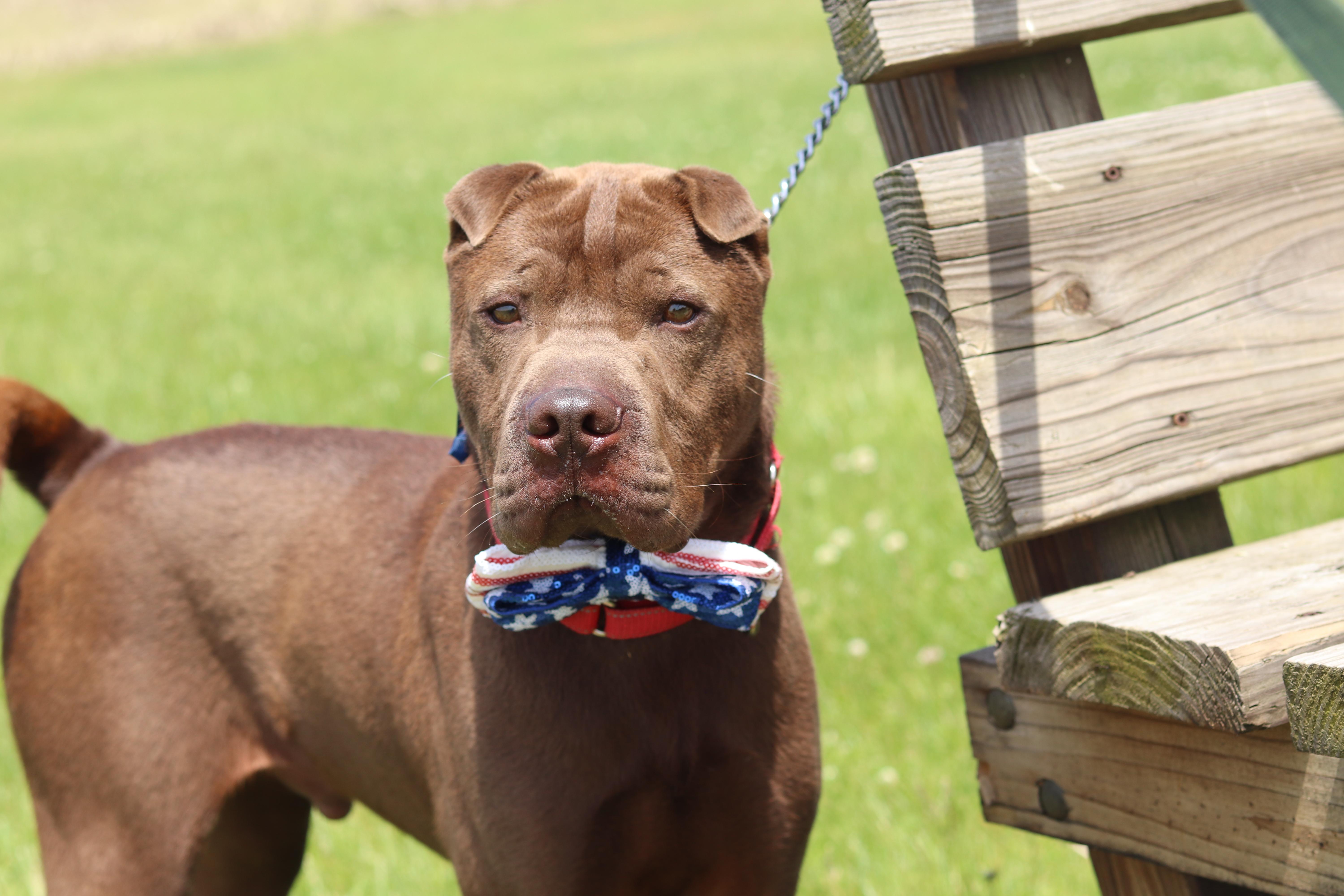 Max, ADOPTABLE, Adult Male Shar-Pei.