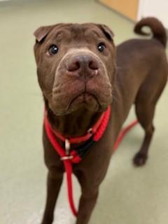 Enlarge Max, a ADOPTABLE mixed breed in Ionia, MI image 1/6