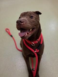 Enlarge Max, a ADOPTABLE mixed breed in Ionia, MI image 6/6