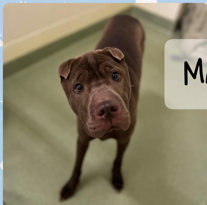 Enlarge Max, a ADOPTABLE mixed breed in Ionia, MI image 3/6