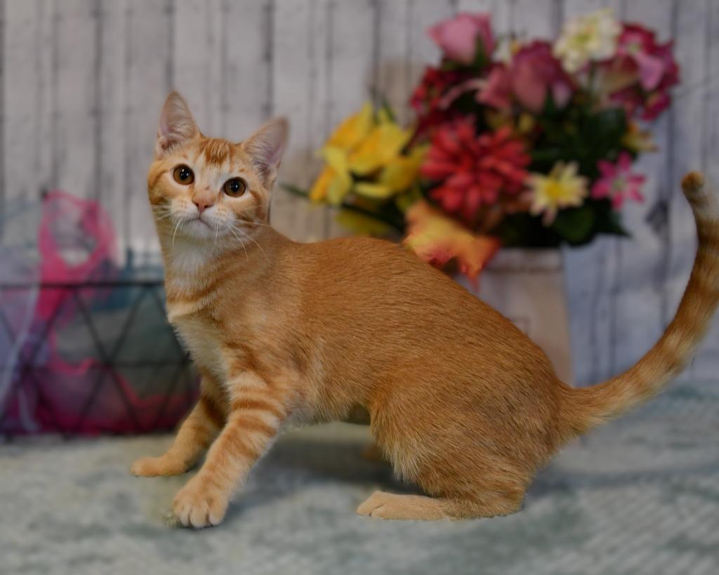 Tessa, Adoptable, Kitten Female Domestic Short Hair.