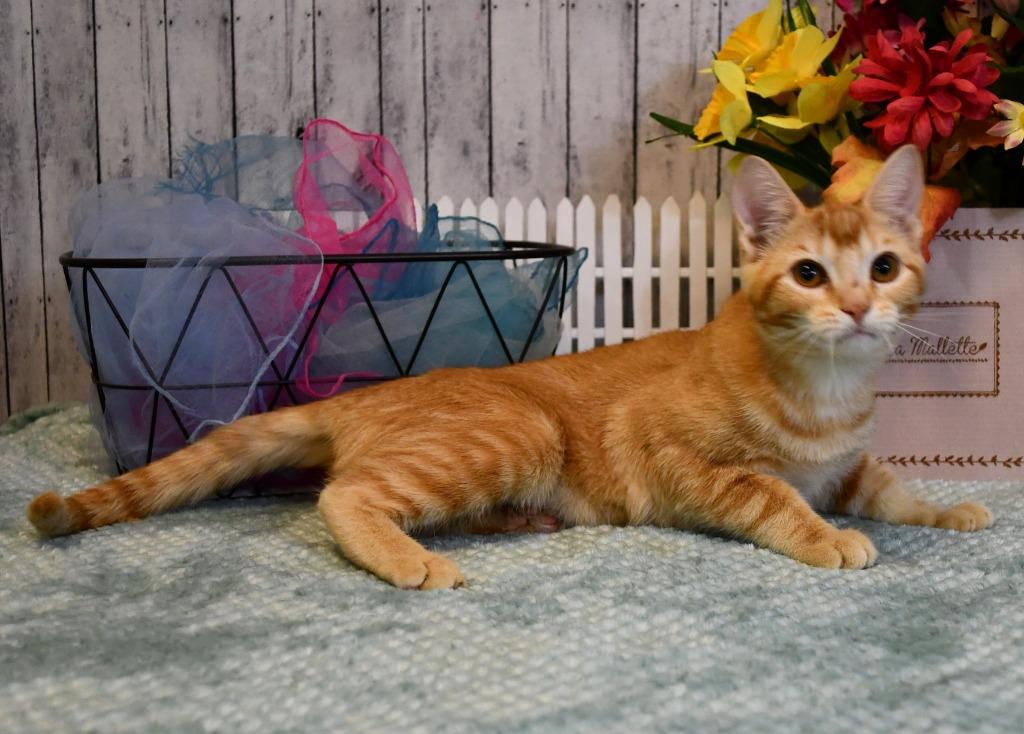 Enlarge Tessa, a Adoptable mixed breed in Roanoke, TX image 2/3