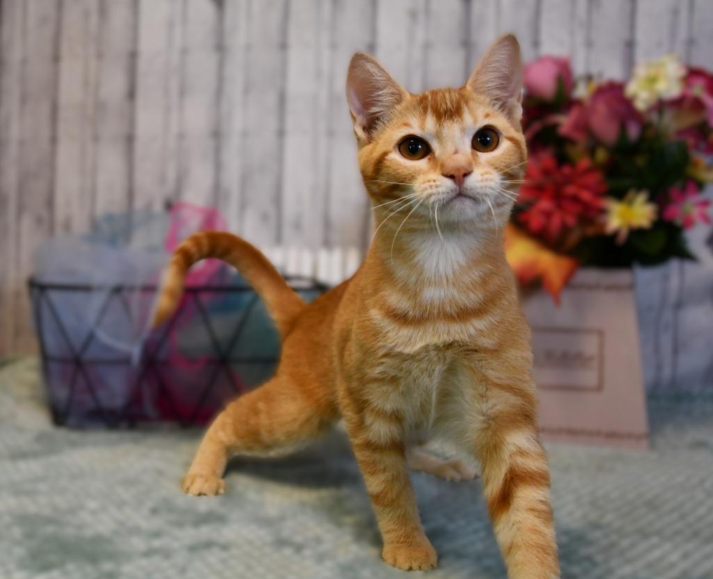 Enlarge Tessa, a Adoptable mixed breed in Roanoke, TX image 3/3