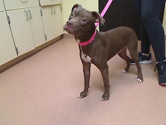 WRAPPER, Adoptable, Young Male Pit Bull Terrier & Mixed Breed.