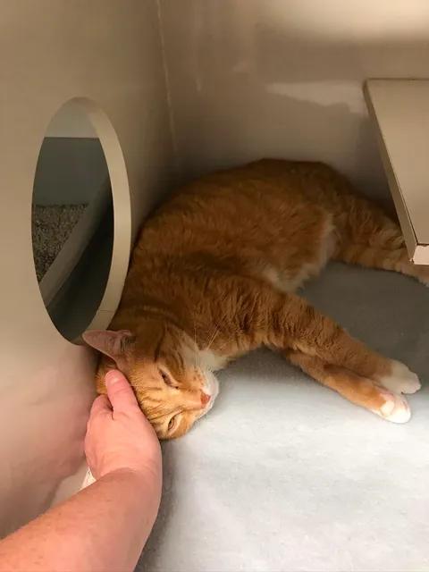 Oscar, Adoptable, Adult Male Domestic Short Hair.