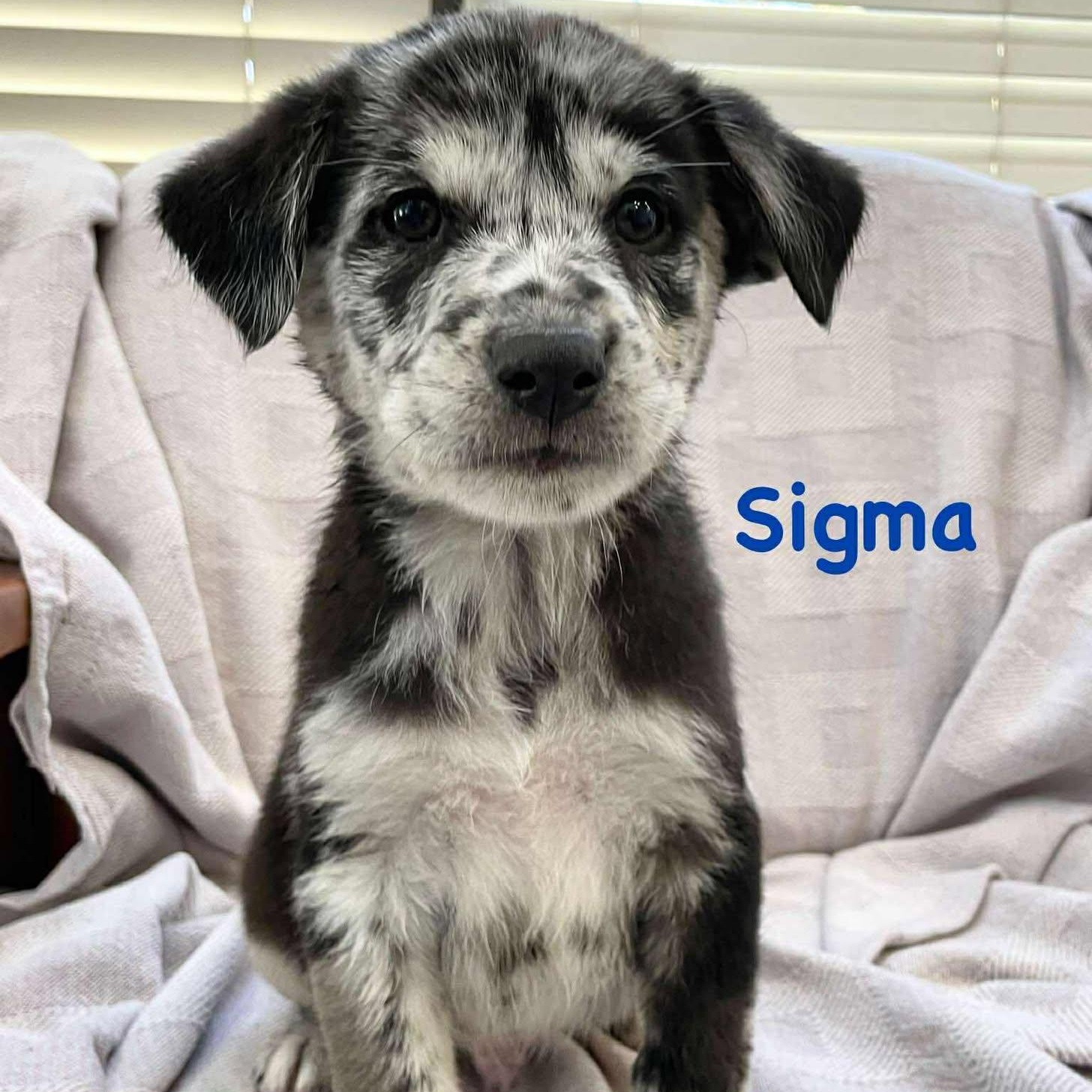 Enlarge SIGMA, a ADOPTABLE mixed breed image 1/1