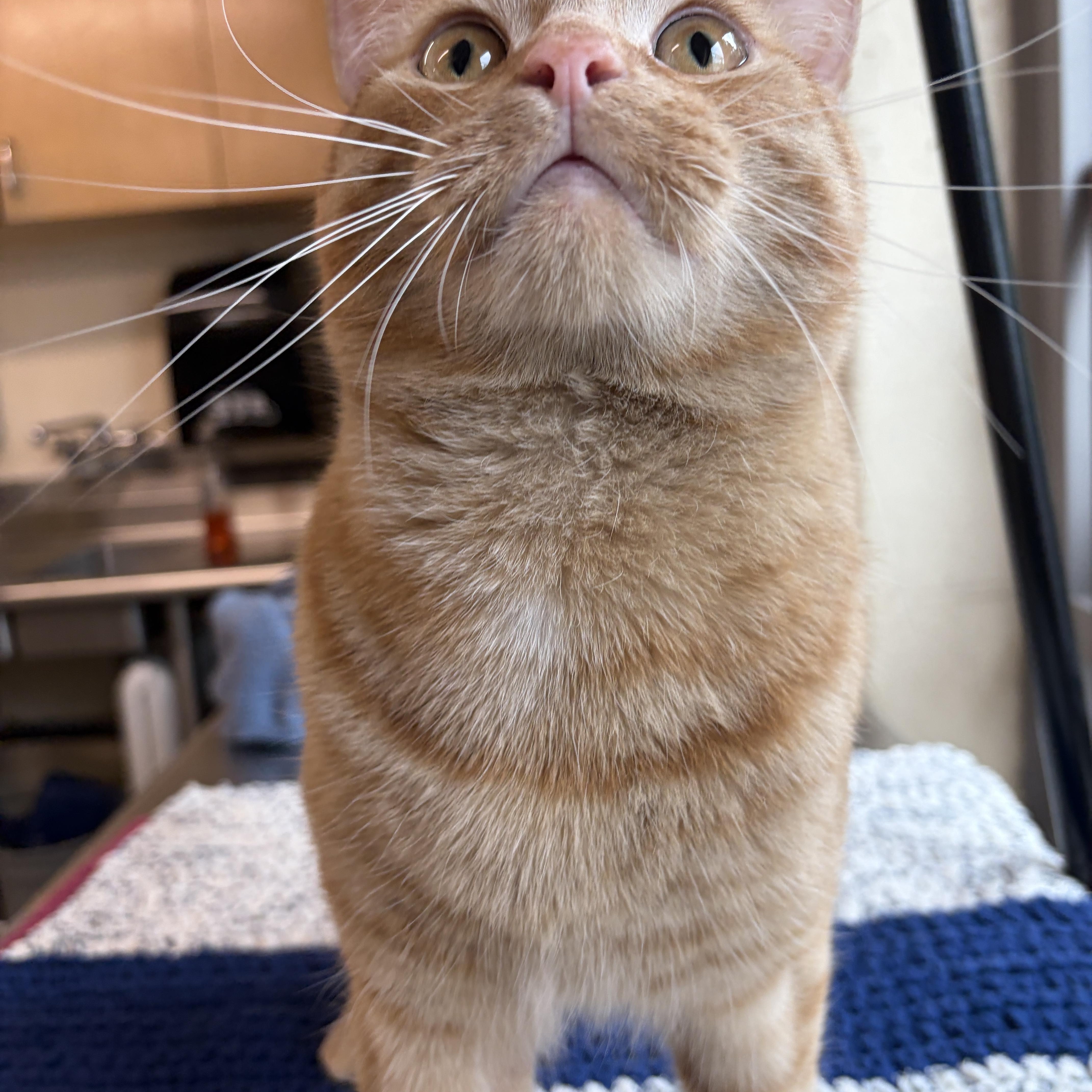 Goose, adopted, Young Male Domestic Short Hair.