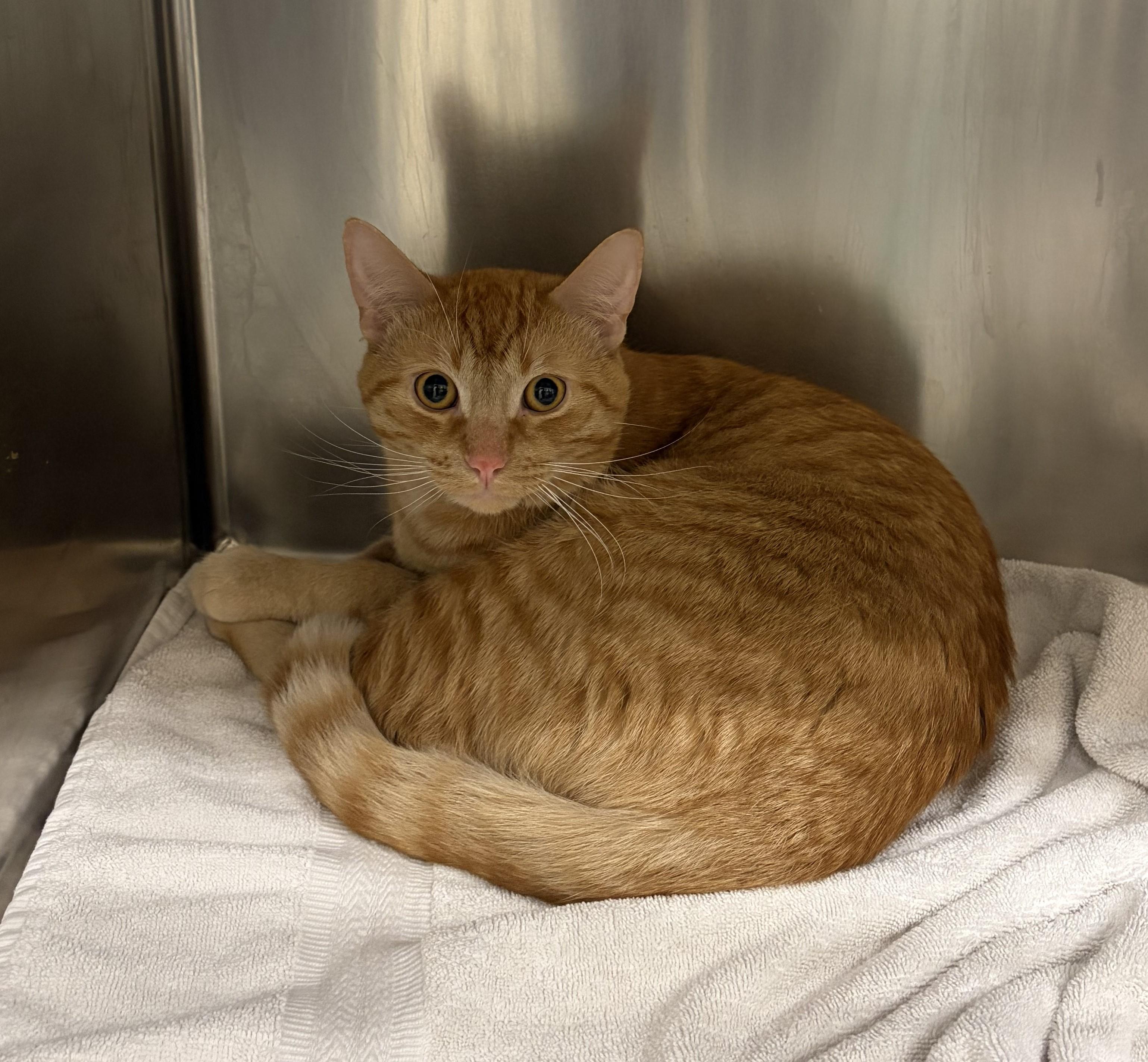 Enlarge Goose, an adopted Domestic Short Hair in Mississauga, ON image 2/2