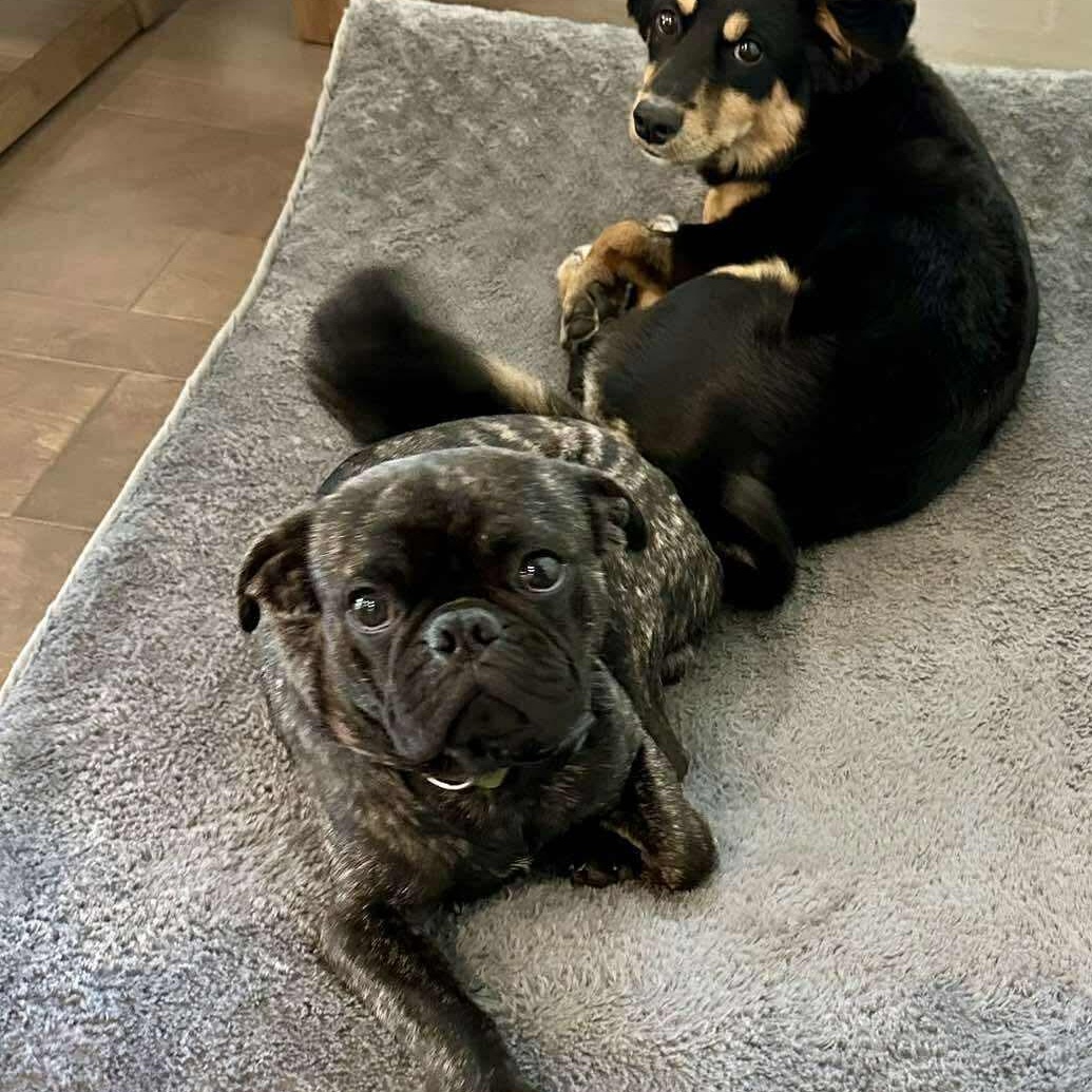 Enlarge Xavi, an adopted mixed breed in Lago Vista, TX image 5/6