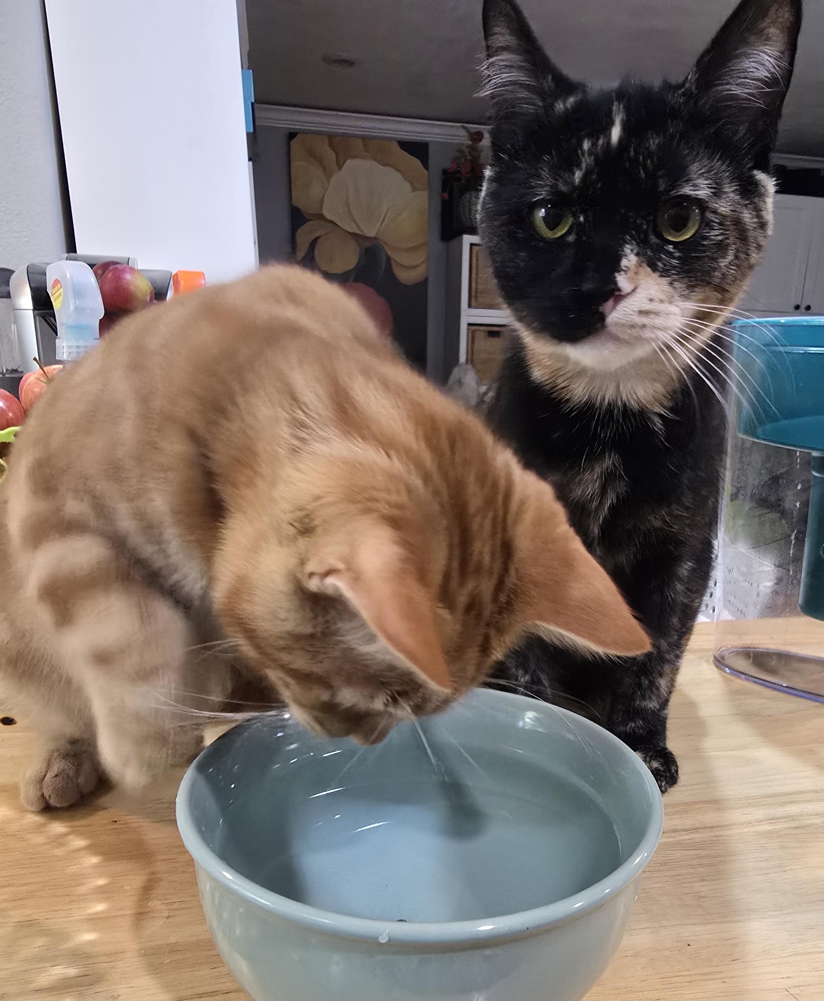 Enlarge Peter Pan & Wendy, a Adoptable mixed breed in Midvale, UT image 6/6