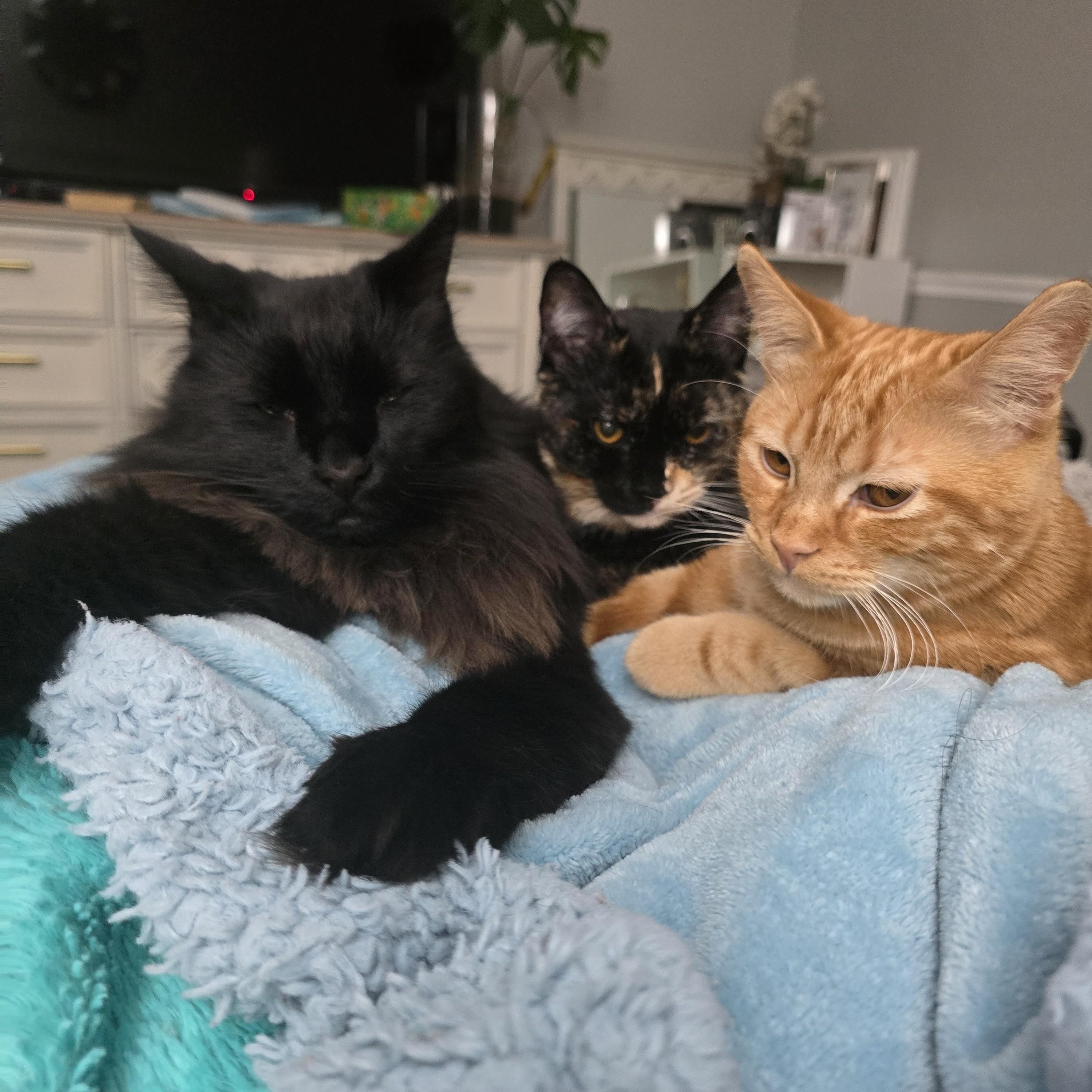 Enlarge Peter Pan & Wendy, a Adoptable mixed breed in Midvale, UT image 3/6