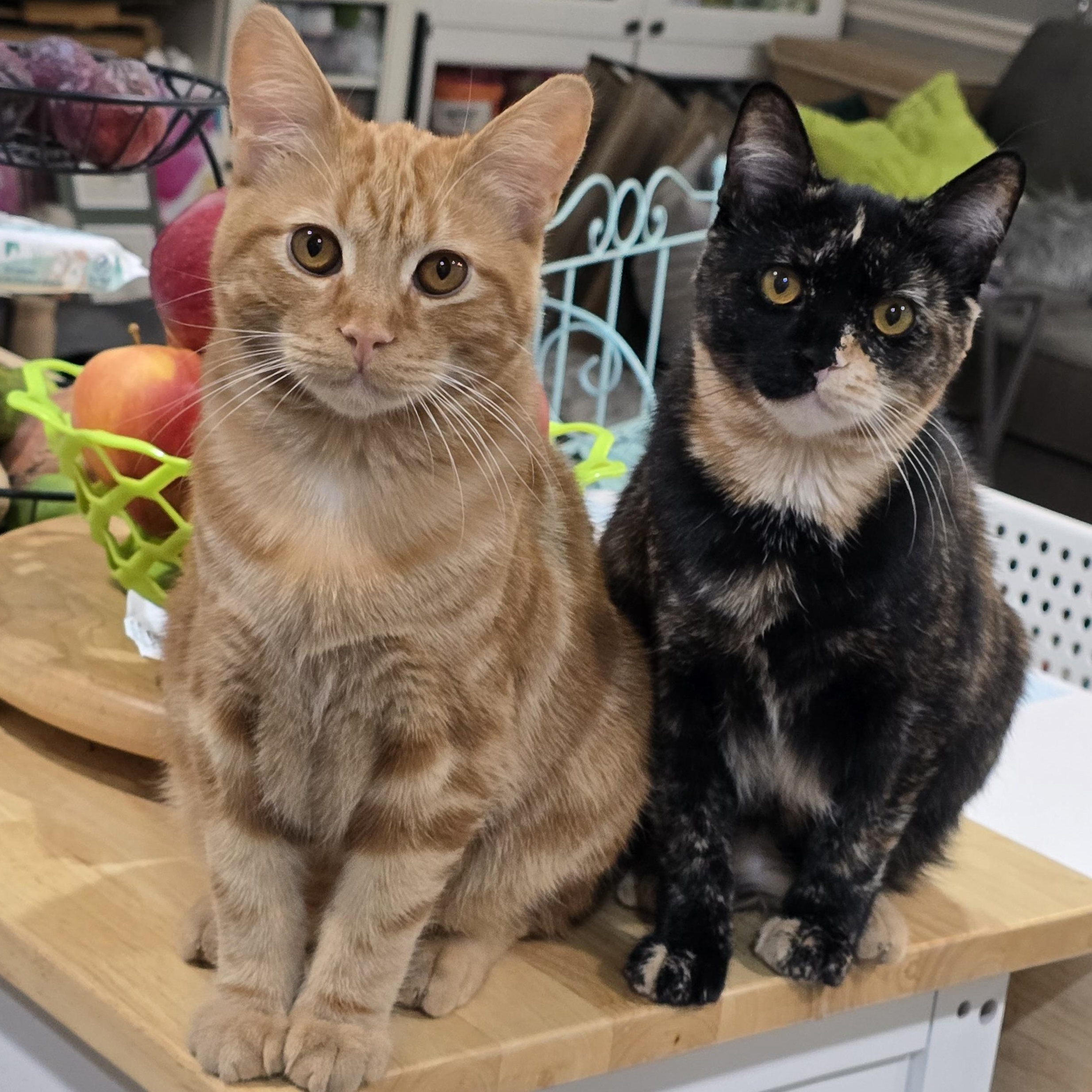 Peter Pan & Wendy, Adoptable, Kitten Male Tabby & Tortoiseshell.