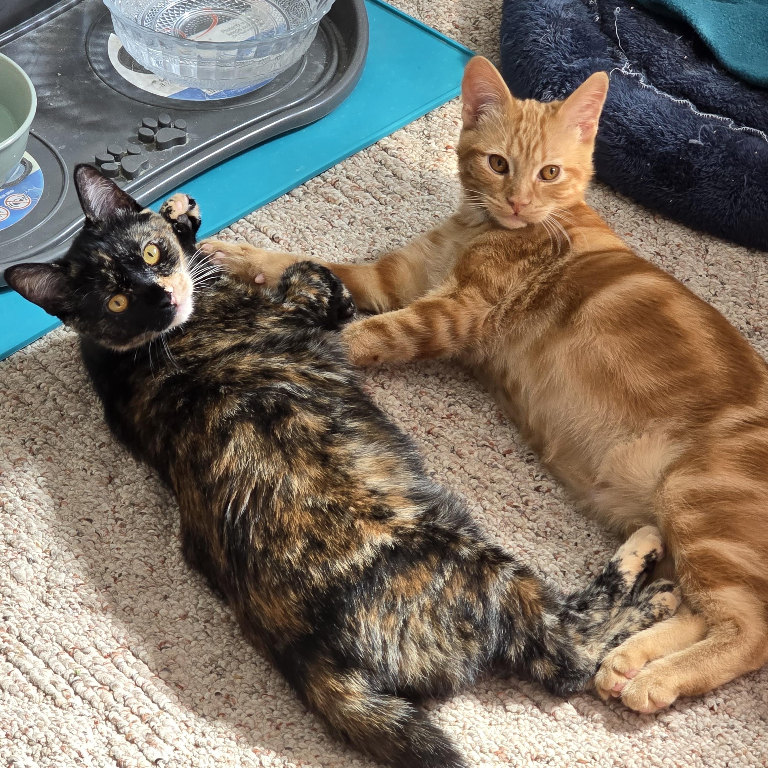 Enlarge Peter Pan & Wendy, a Adoptable mixed breed in Midvale, UT image 5/6