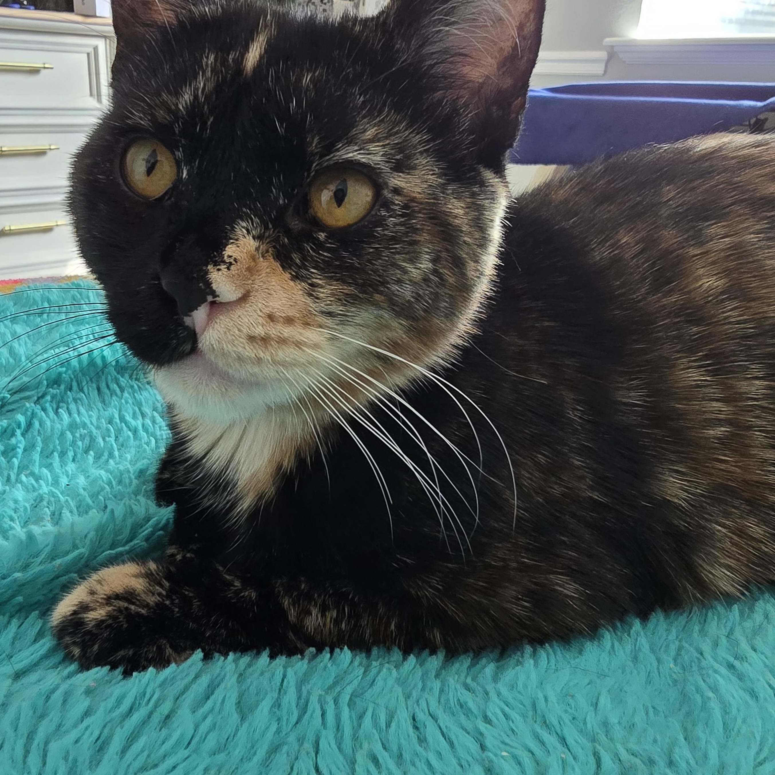 Enlarge Peter Pan & Wendy, a Adoptable mixed breed in Midvale, UT image 2/6