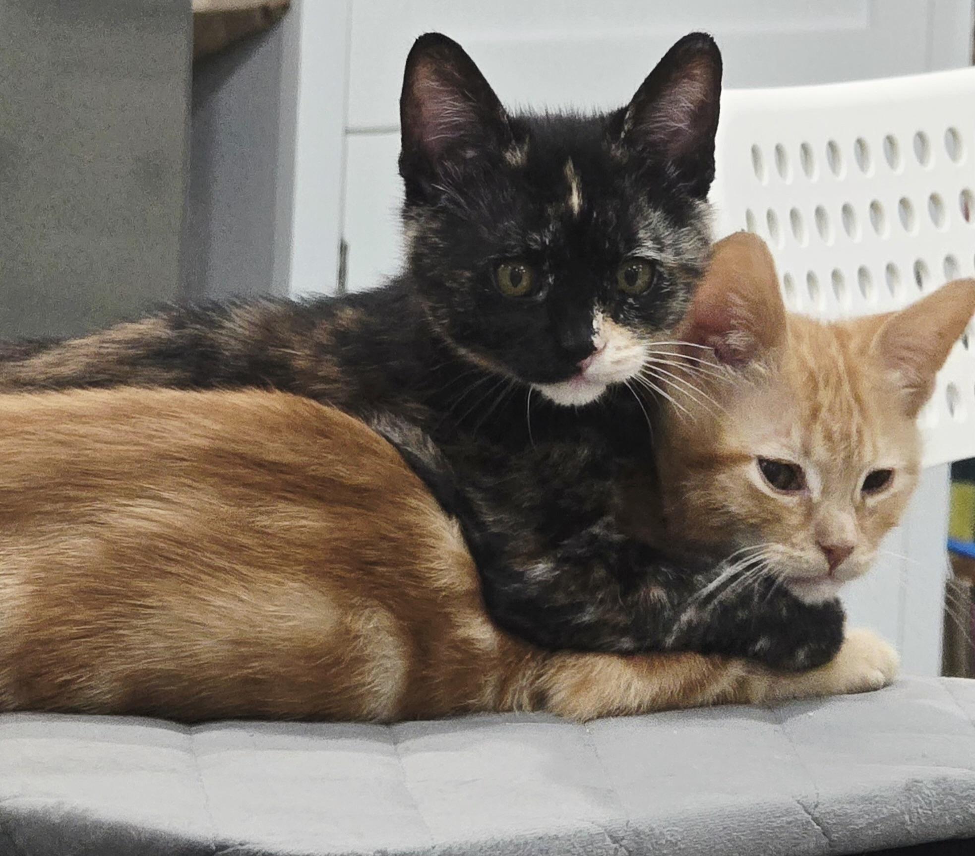 Enlarge Peter Pan & Wendy, a Adoptable mixed breed in Midvale, UT image 4/6