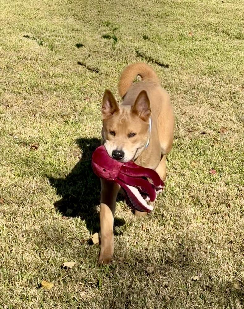Bo, a Adoptable mixed breed in San Leon, TX image 1/6