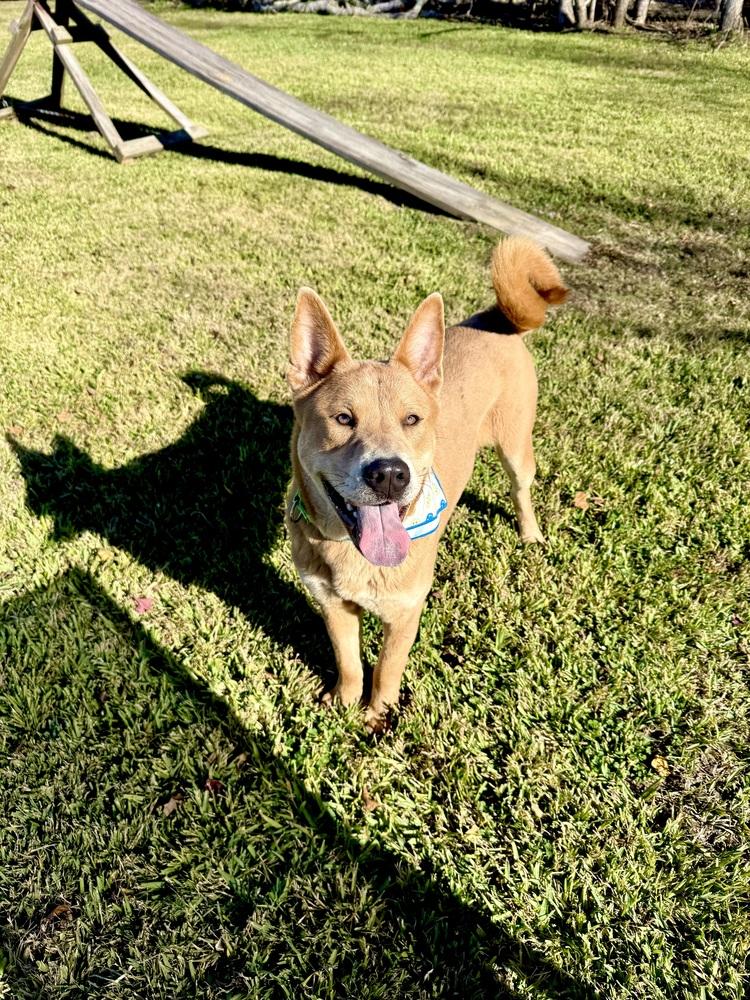 Bo, a Adoptable mixed breed in San Leon, TX image 3/6