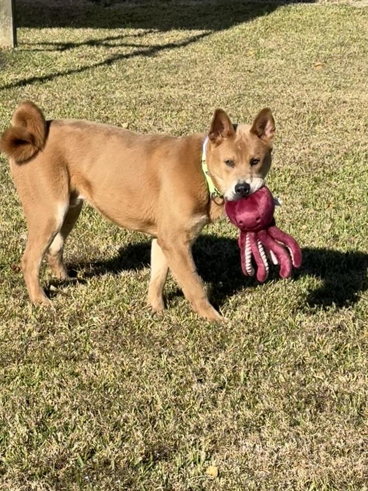 Bo, a Adoptable mixed breed in San Leon, TX image 4/6
