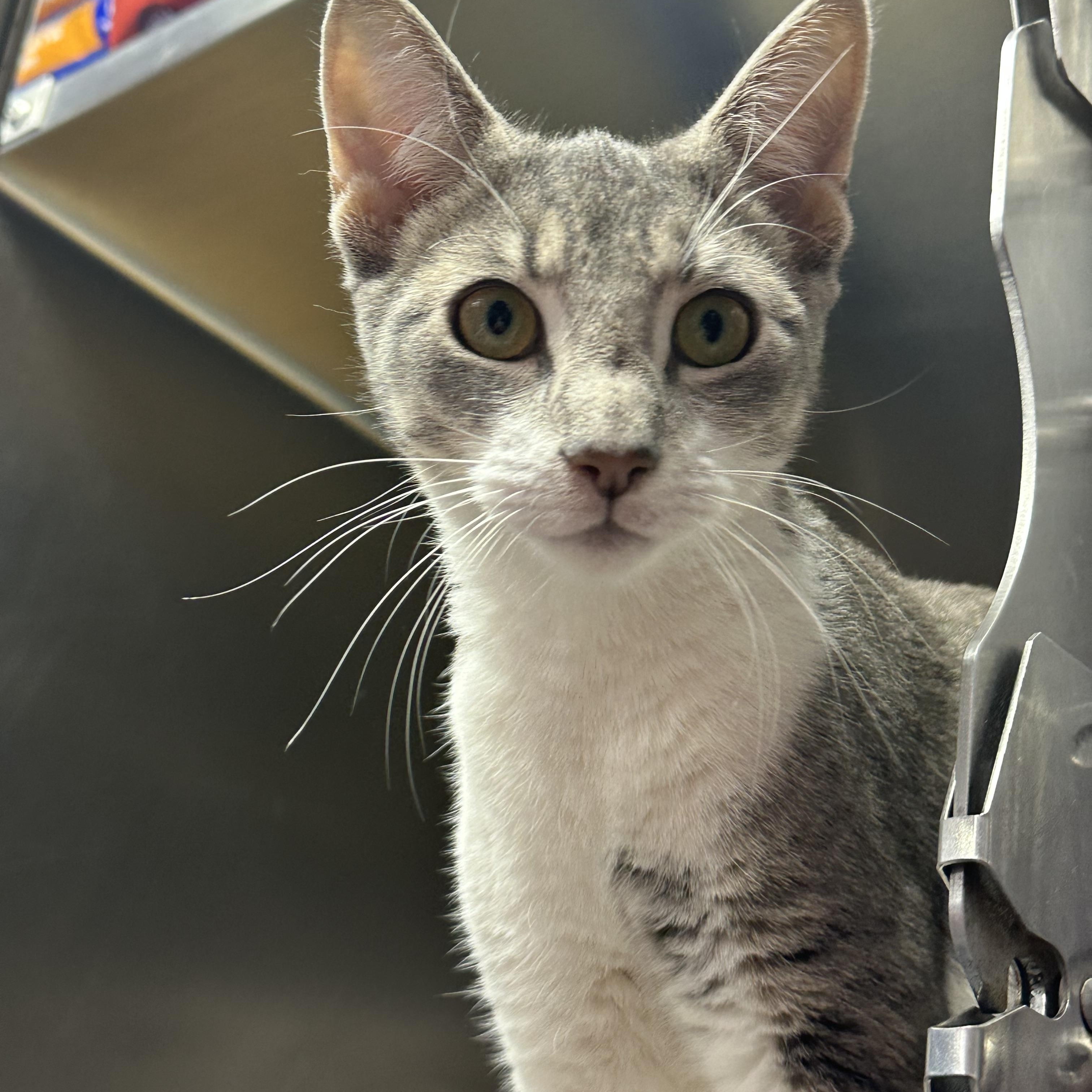 Enlarge Coco, a ADOPTABLE Domestic Short Hair in Clifton, NJ image 6/6