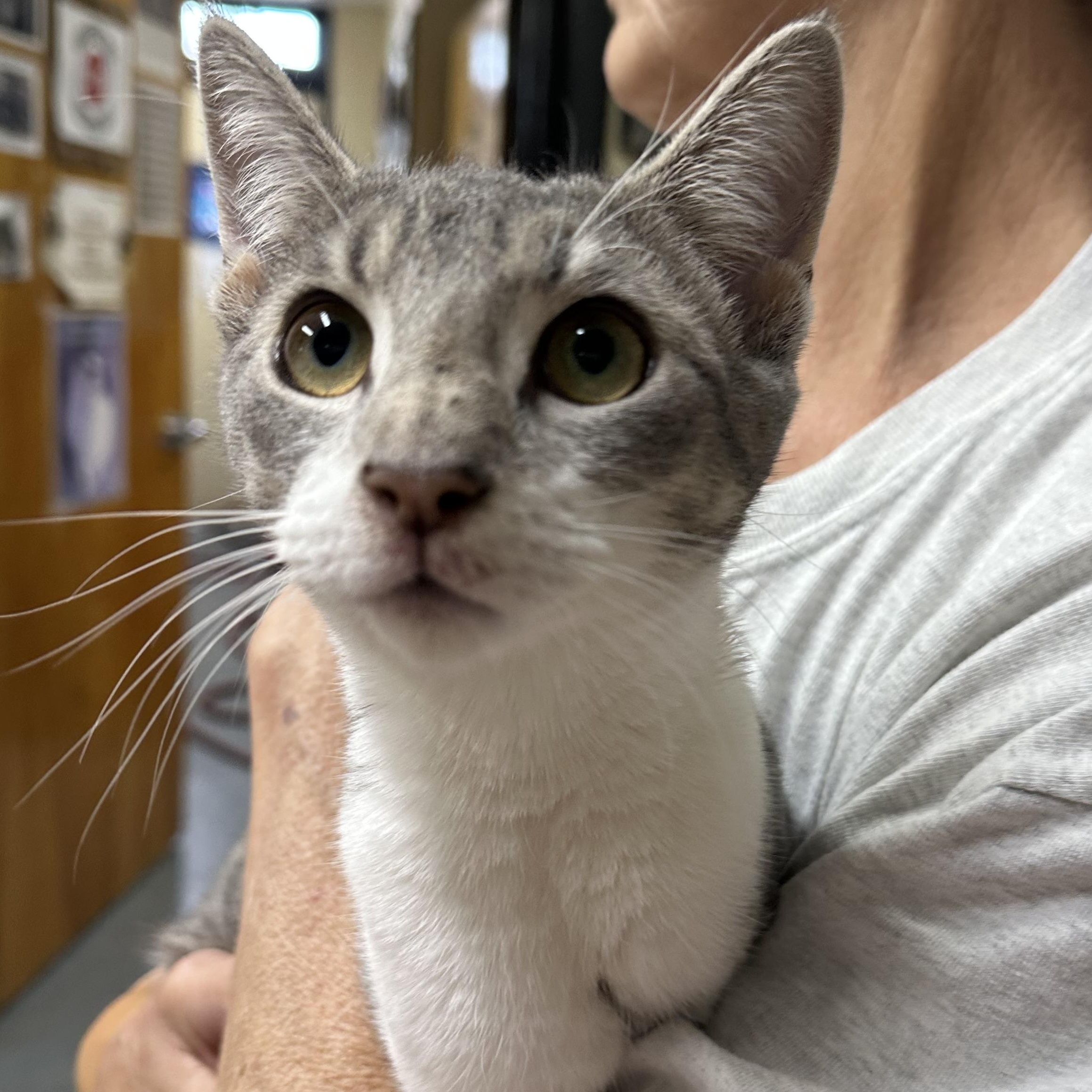 Enlarge Coco, a ADOPTABLE Domestic Short Hair in Clifton, NJ image 2/6