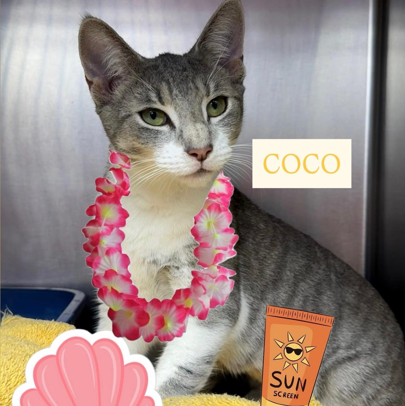 Enlarge Coco, a ADOPTABLE Domestic Short Hair in Clifton, NJ image 5/6