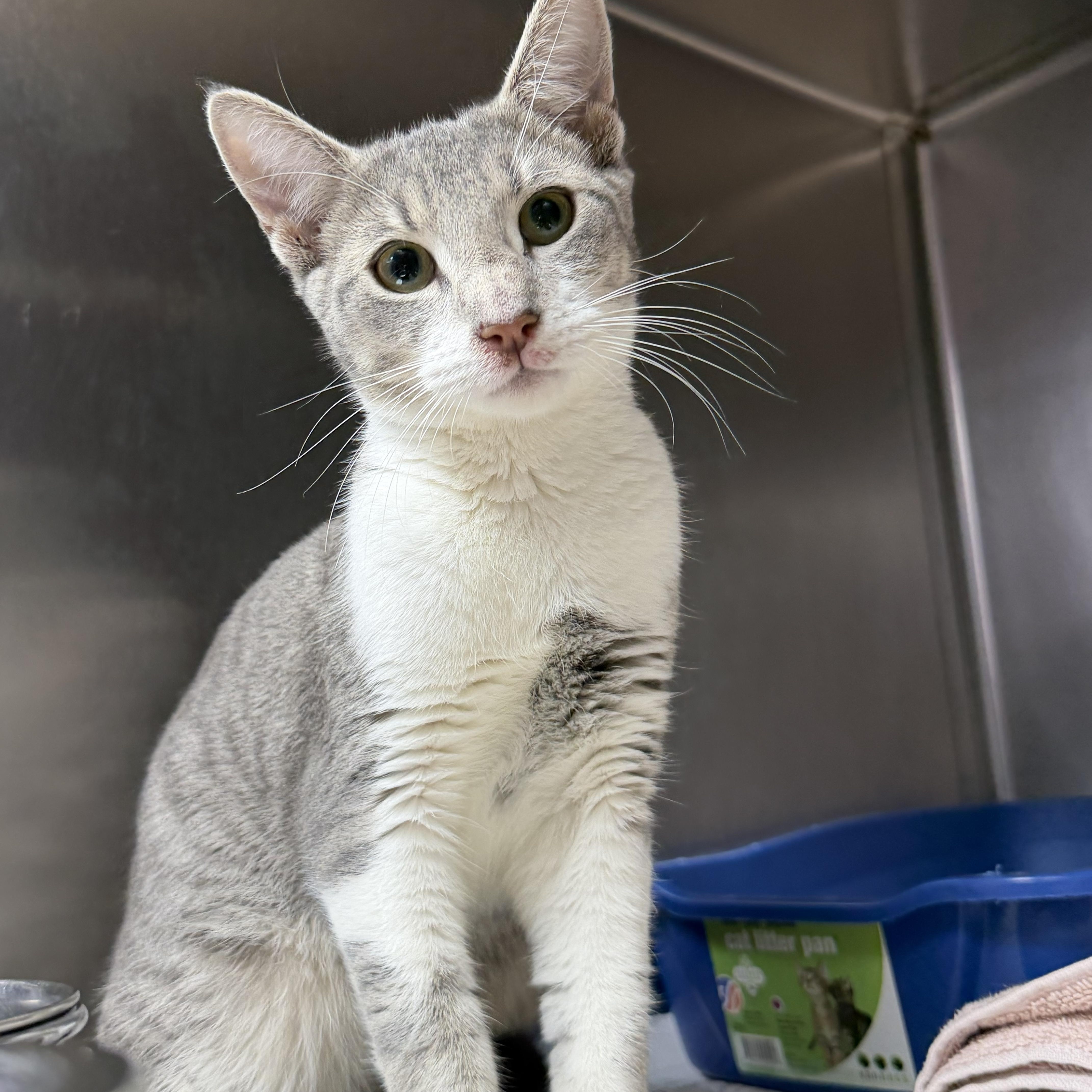 Coco, ADOPTABLE, Kitten Female Domestic Short Hair.