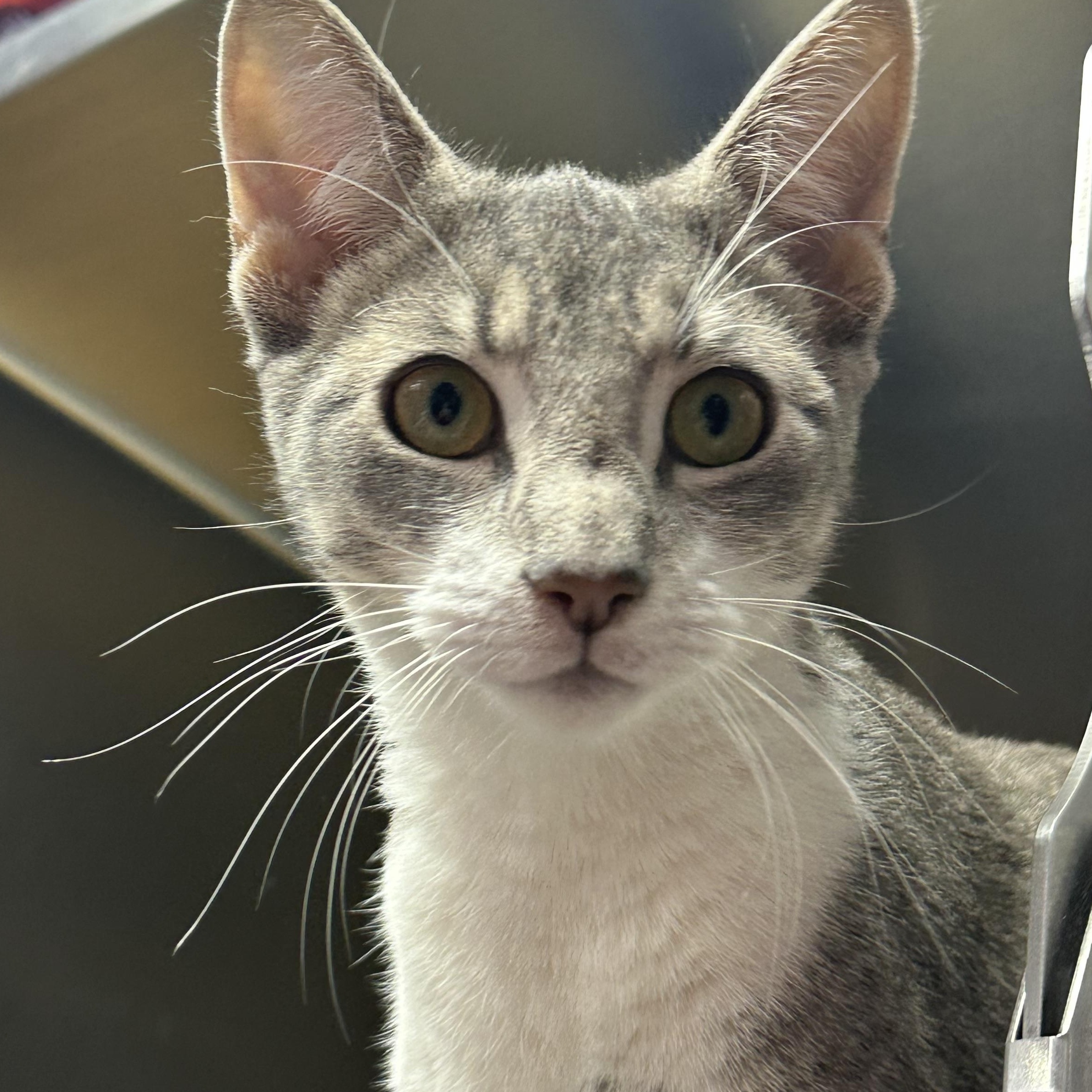 Enlarge Coco, a ADOPTABLE Domestic Short Hair in Clifton, NJ image 4/6
