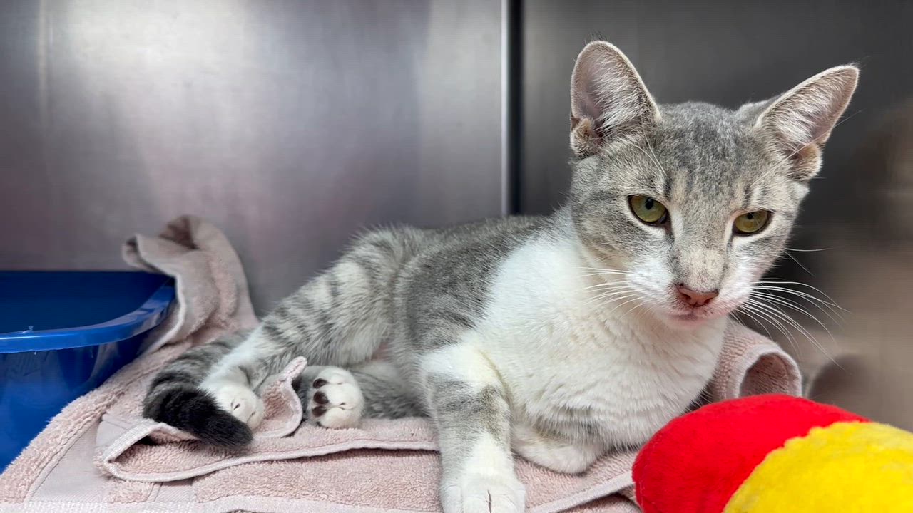 Enlarge Coco, a ADOPTABLE Domestic Short Hair in Clifton, NJ video 3/6