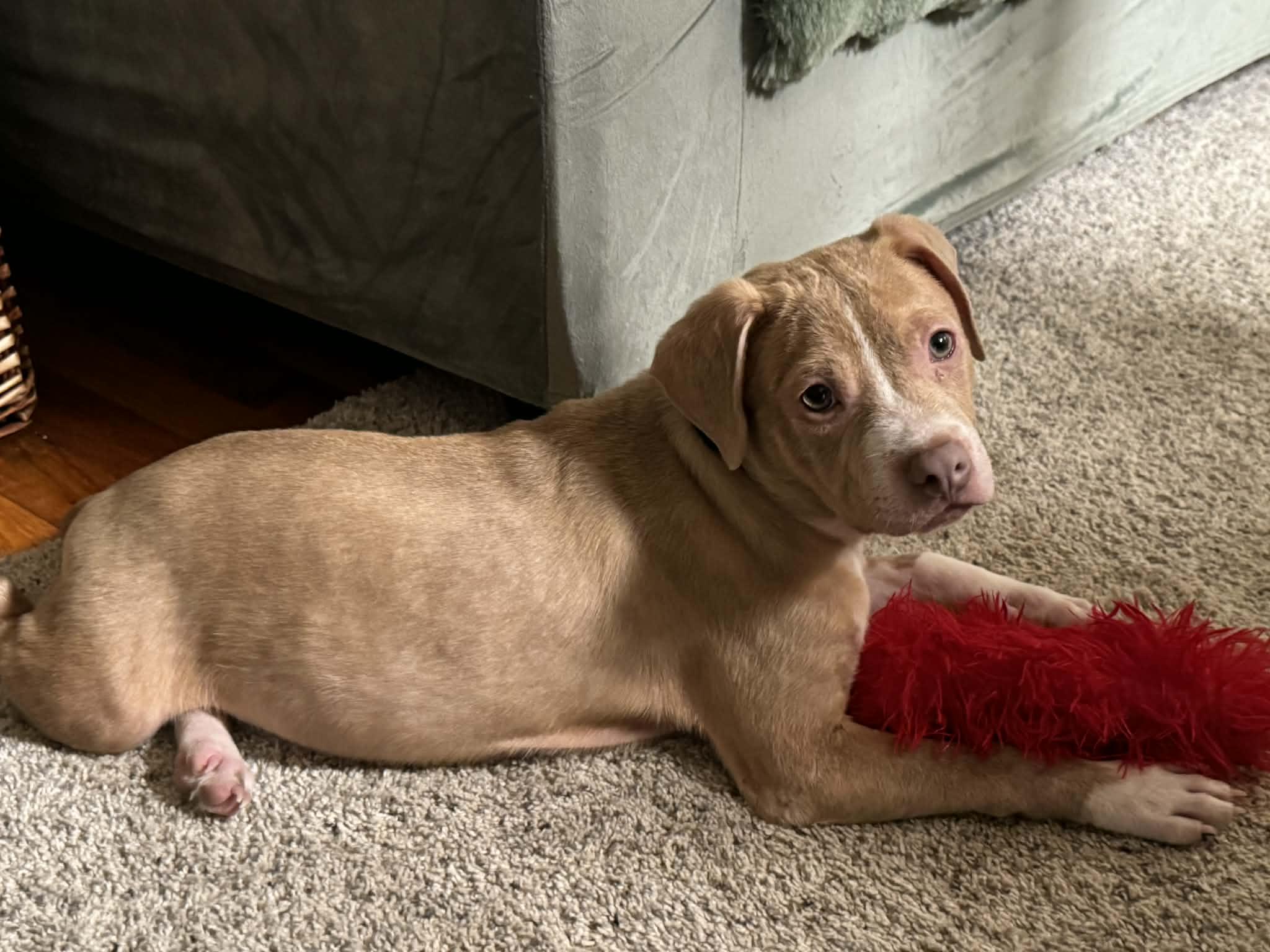 Enlarge Buddy, a Adopted mixed breed in Stahlstown, PA image 1/6