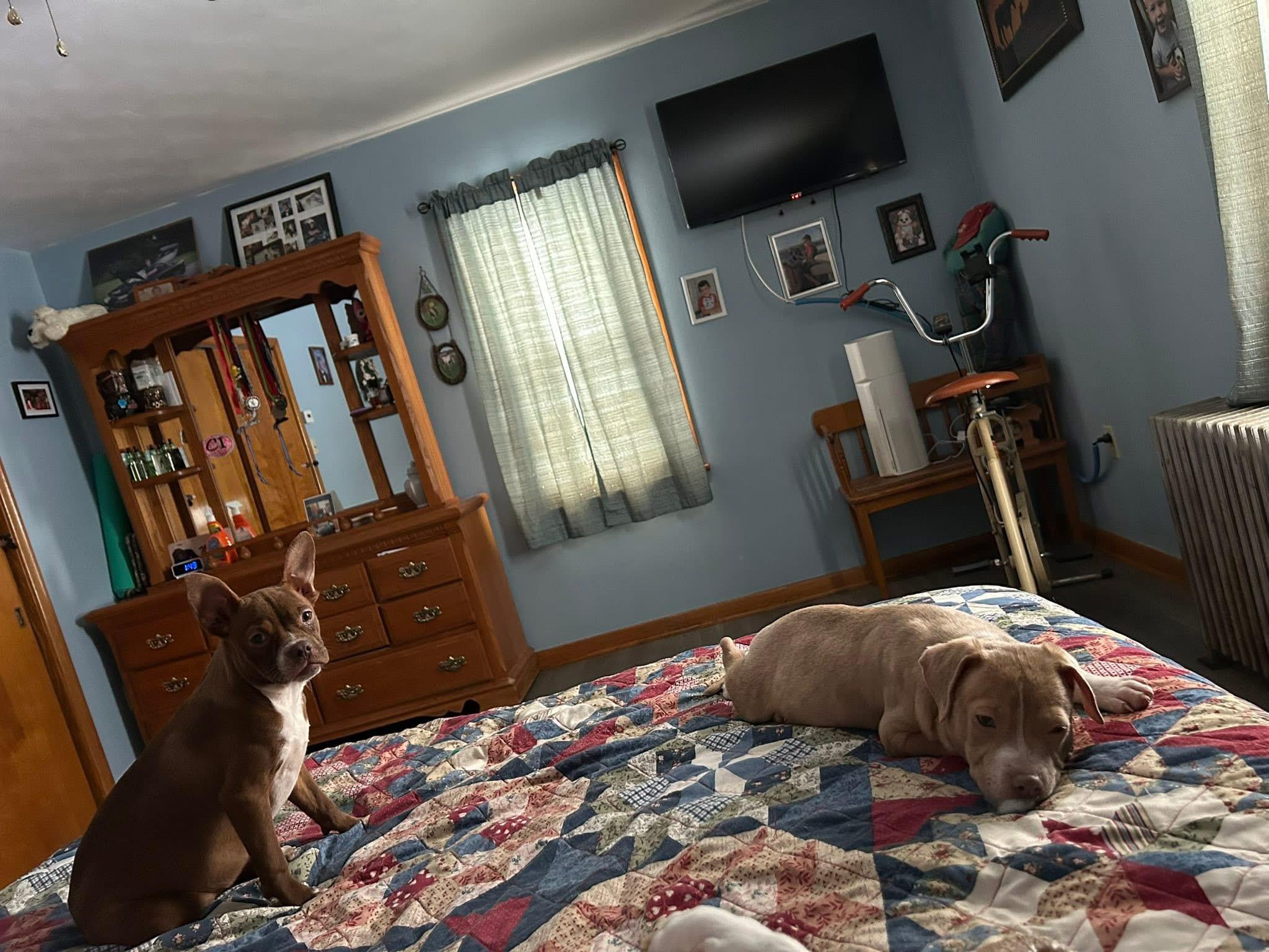 Enlarge Buddy, a Adopted mixed breed in Stahlstown, PA image 2/6