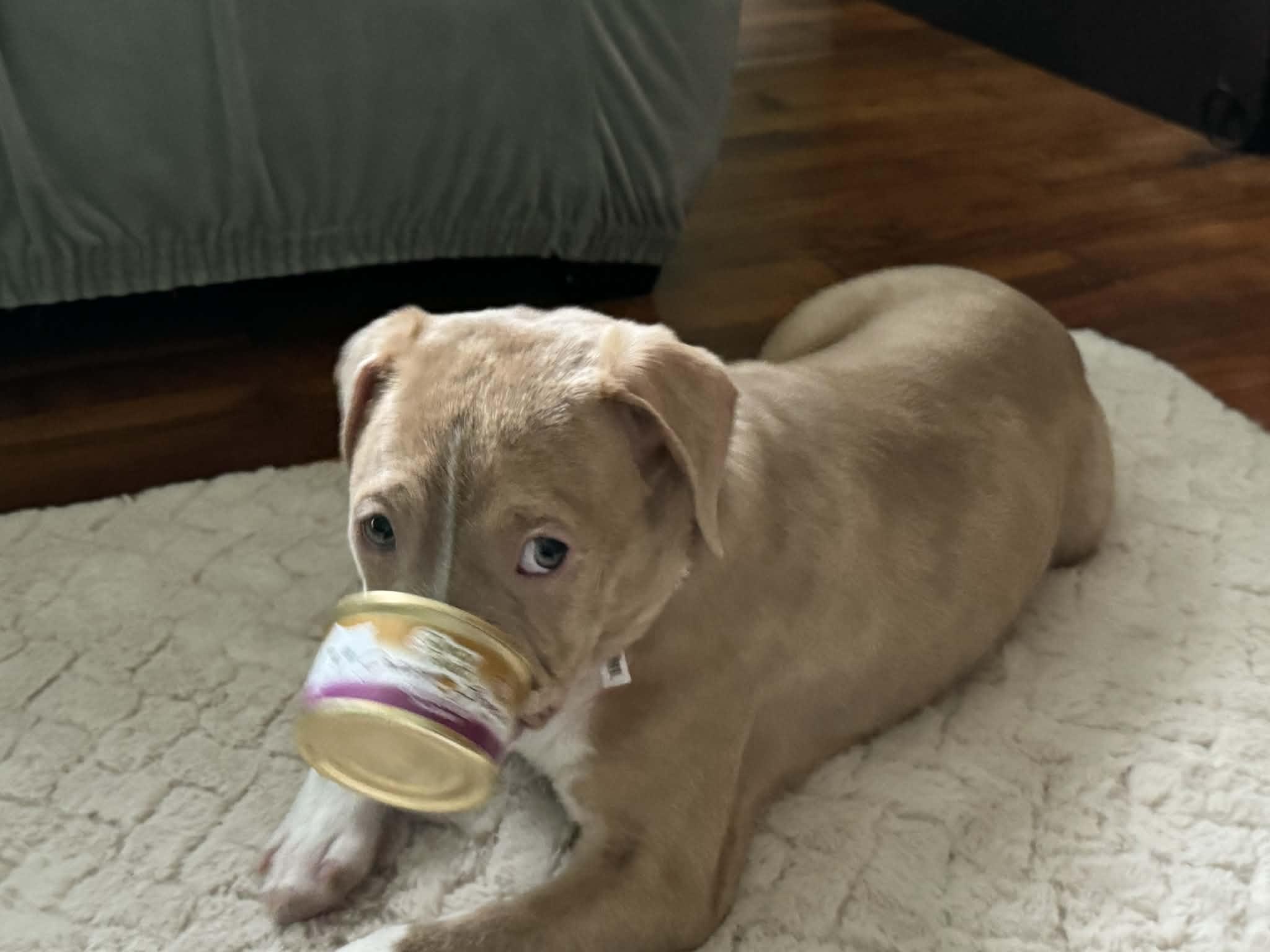 Enlarge Buddy, a Adopted mixed breed in Stahlstown, PA image 3/6