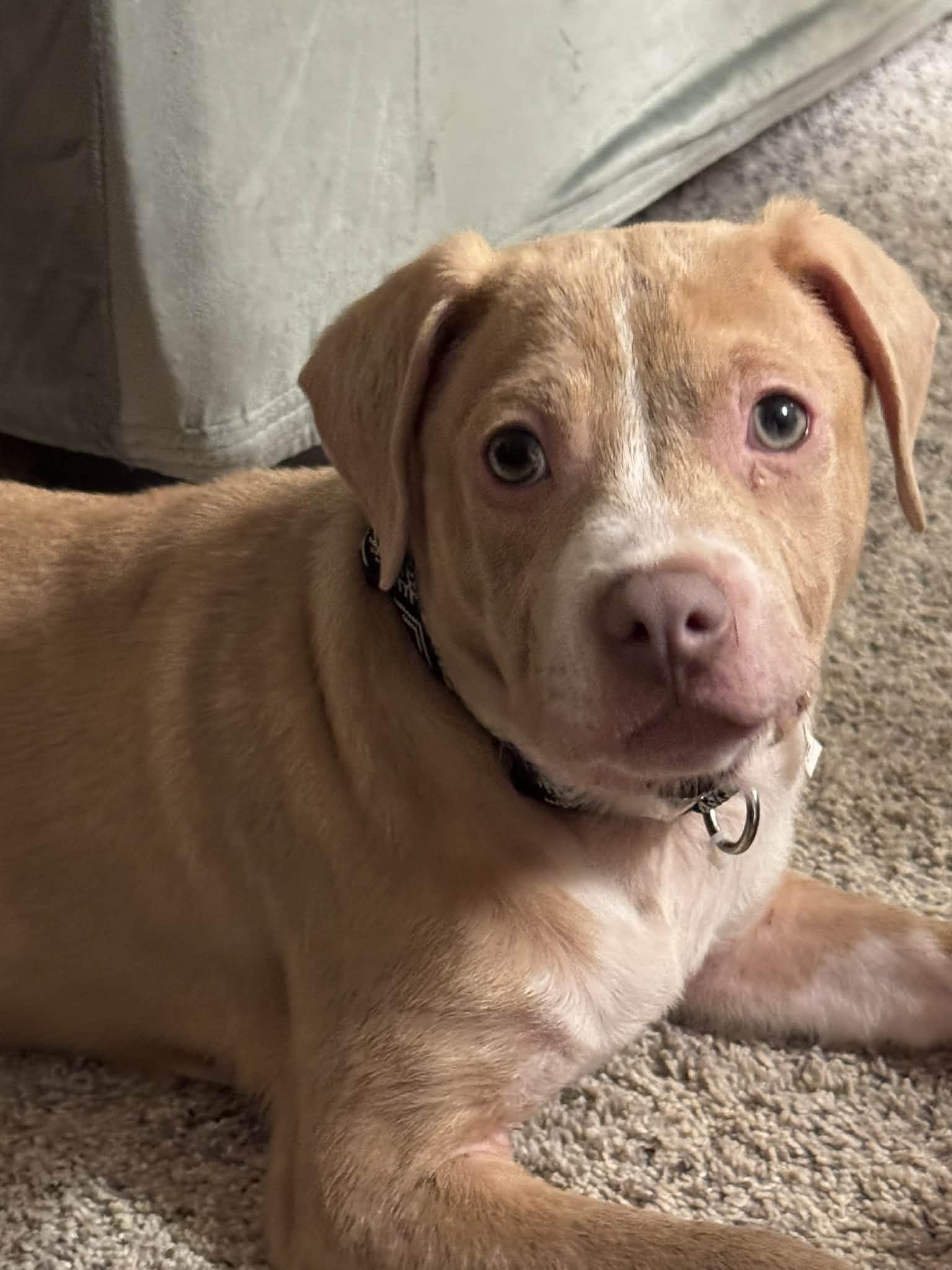 Enlarge Buddy, a Adopted mixed breed in Stahlstown, PA image 4/6