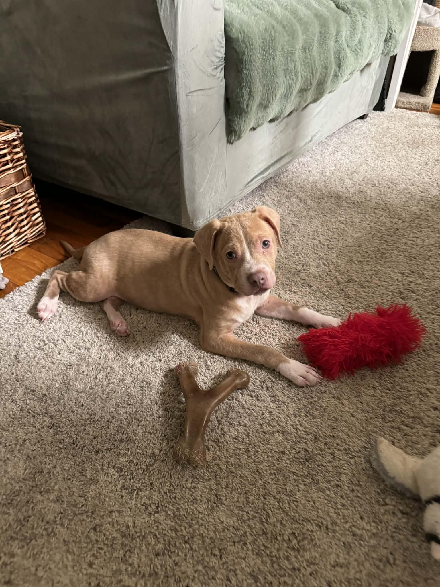 Enlarge Buddy, a Adopted mixed breed in Stahlstown, PA image 5/6