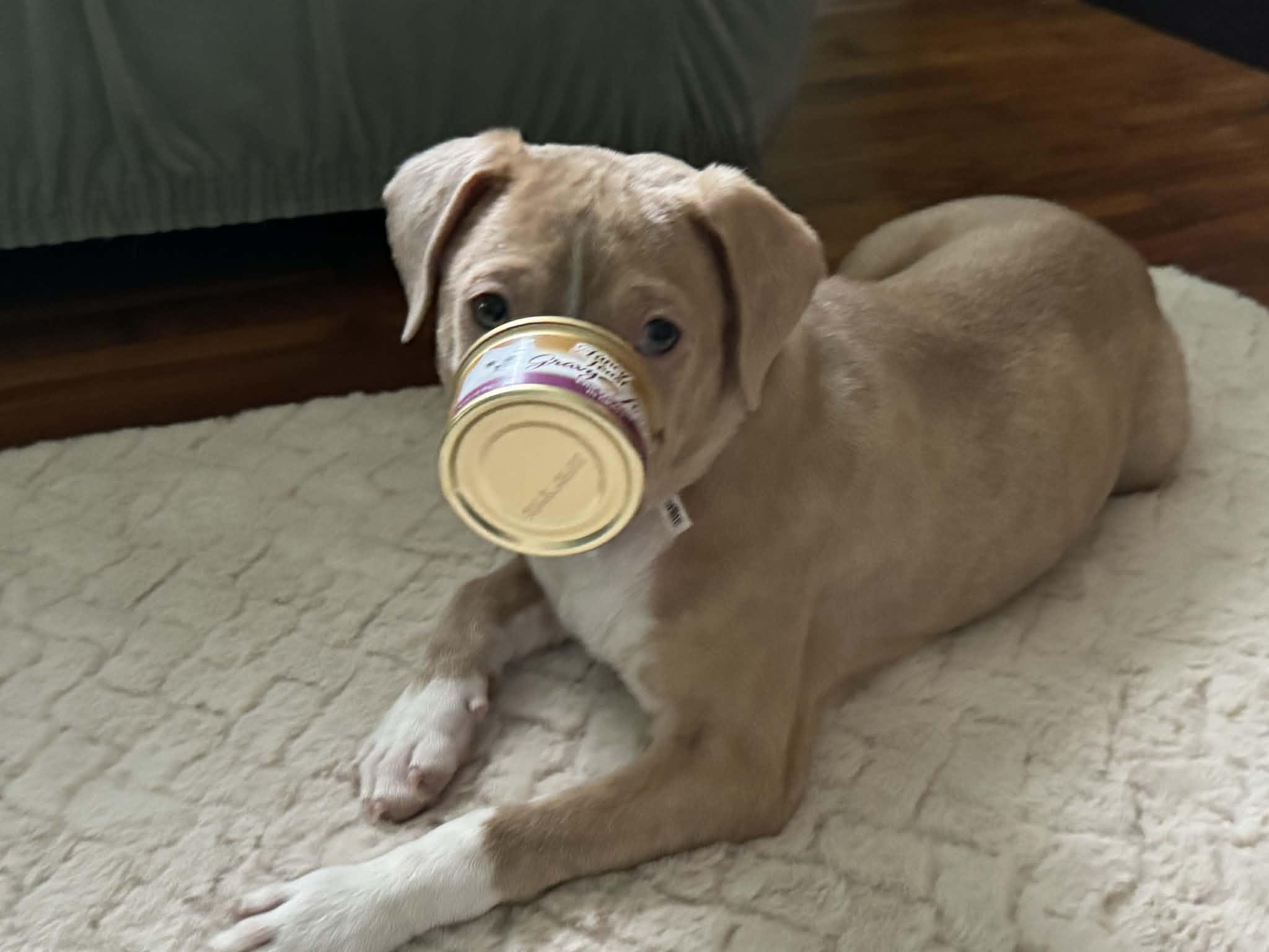 Buddy — thumbnail 6