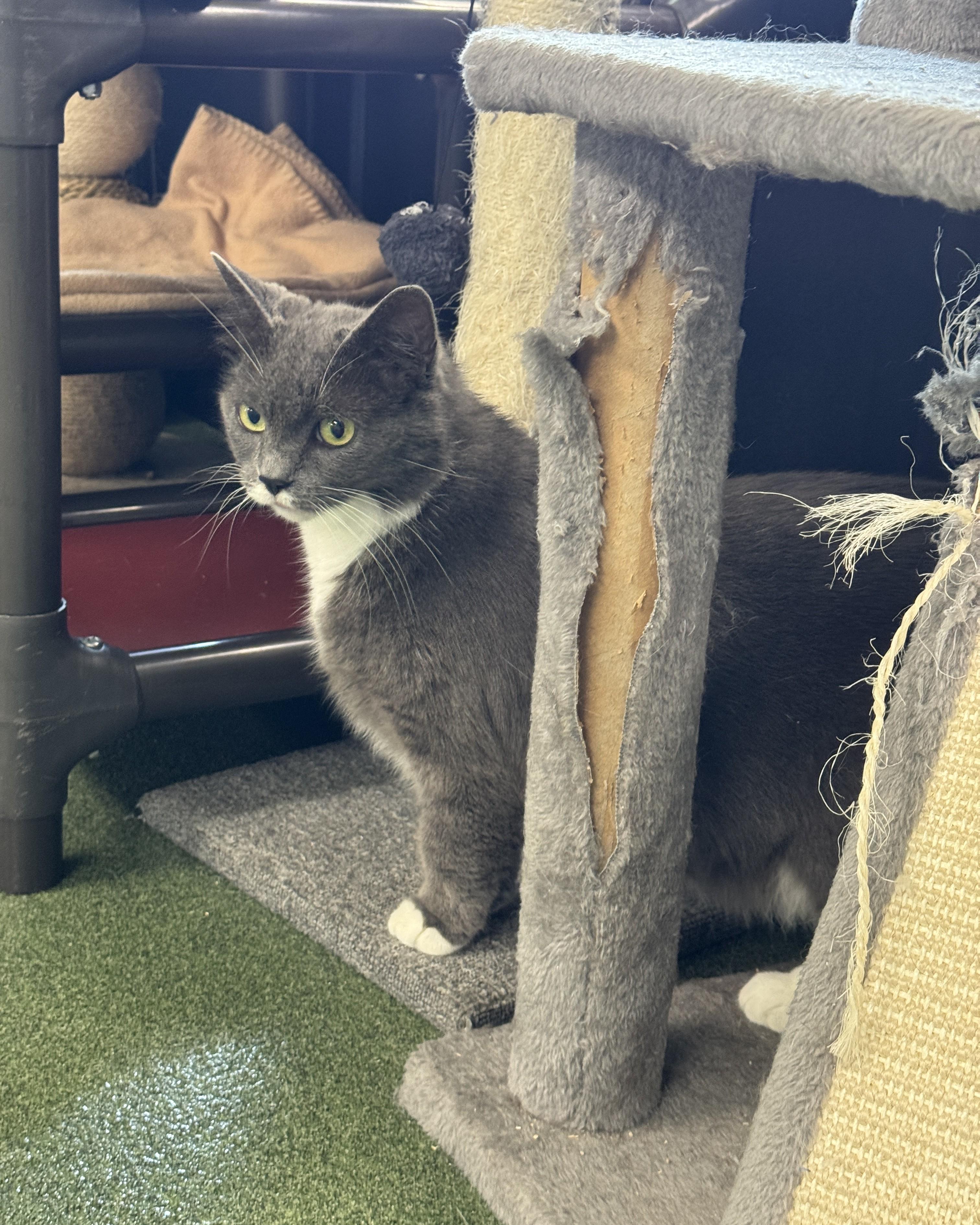 Adelaide, Adoptable, Adult Female Domestic Short Hair.