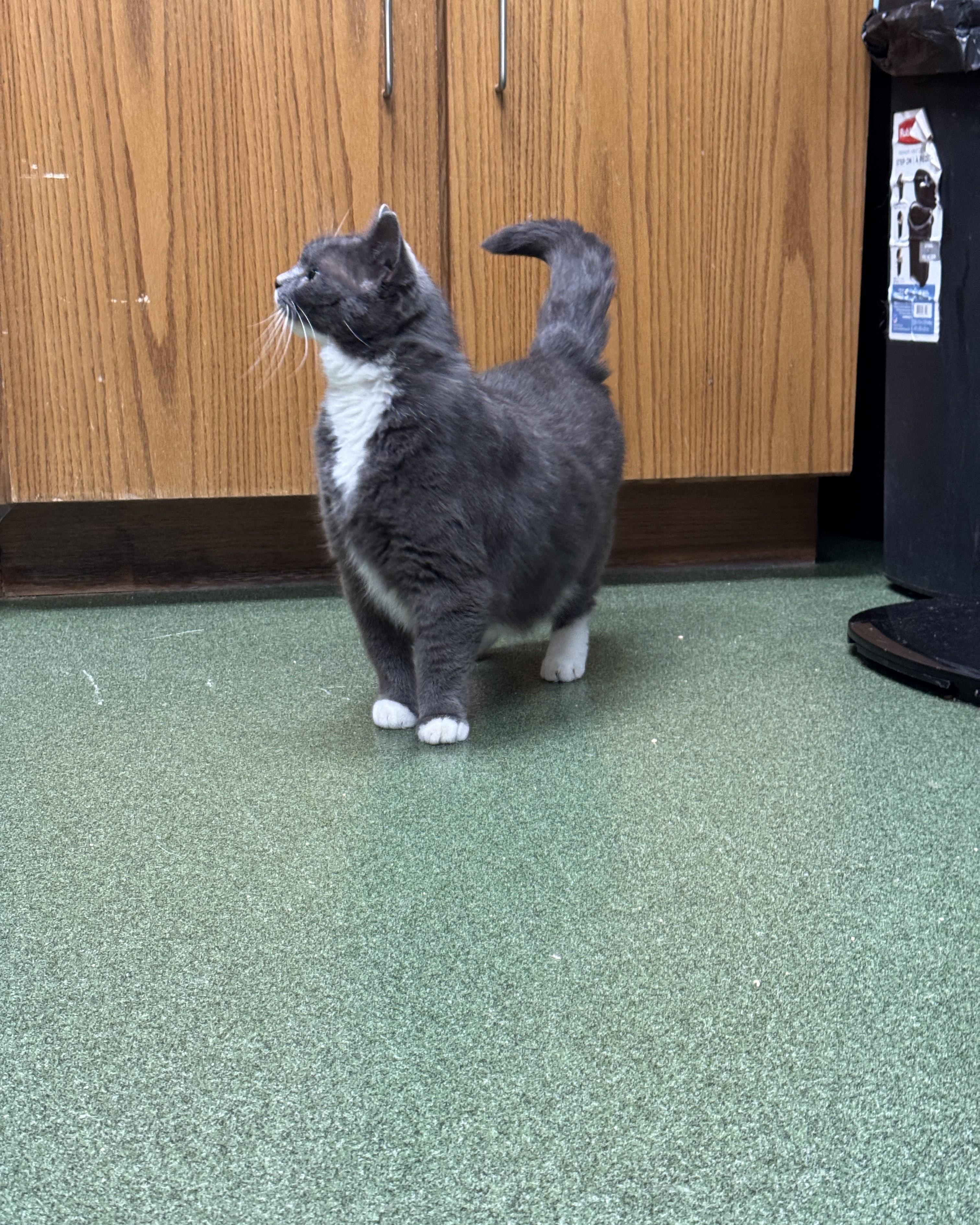 Enlarge Adelaide, a Adoptable Domestic Short Hair in Seneca, PA image 2/4