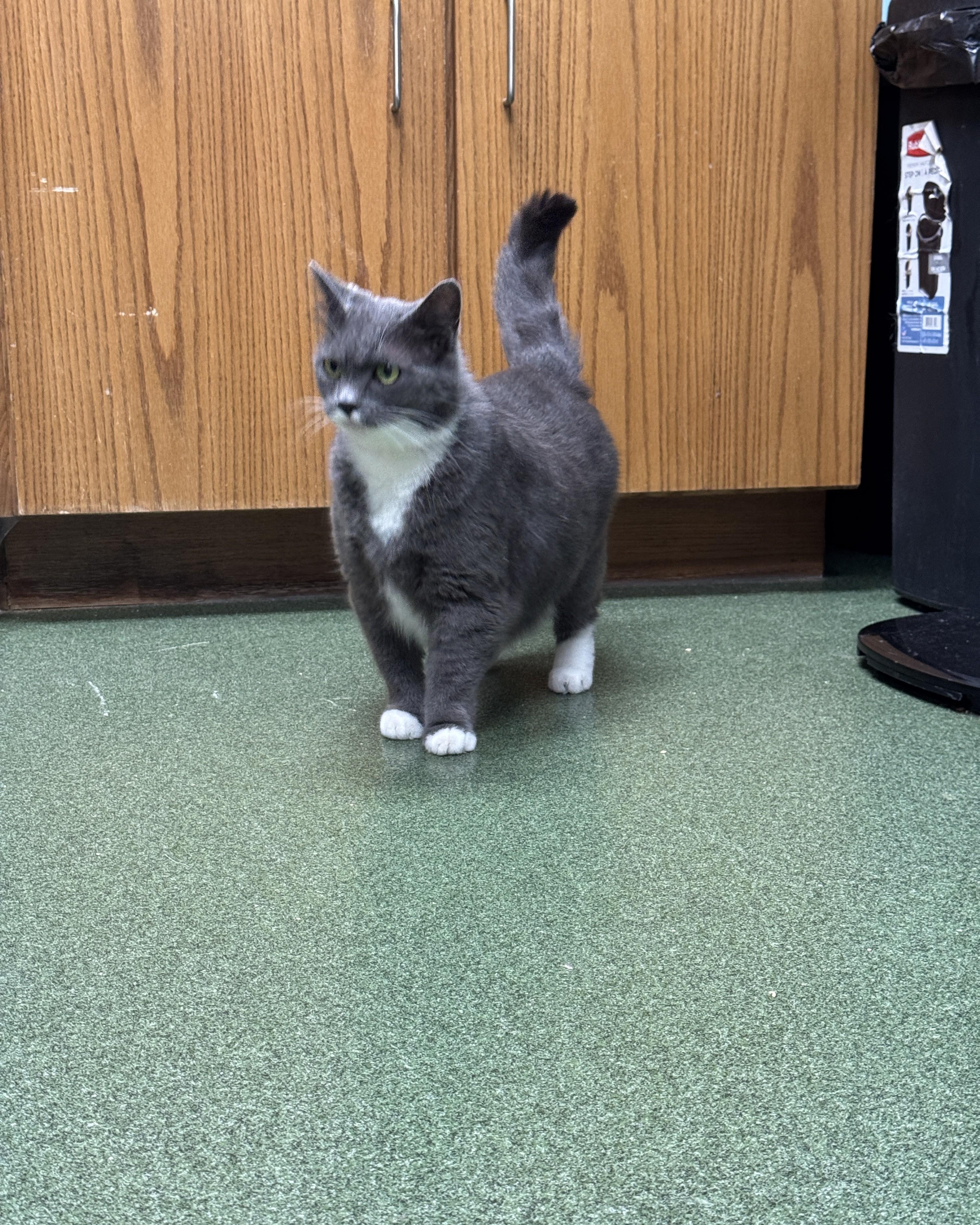 Enlarge Adelaide, a Adoptable Domestic Short Hair in Seneca, PA image 3/4