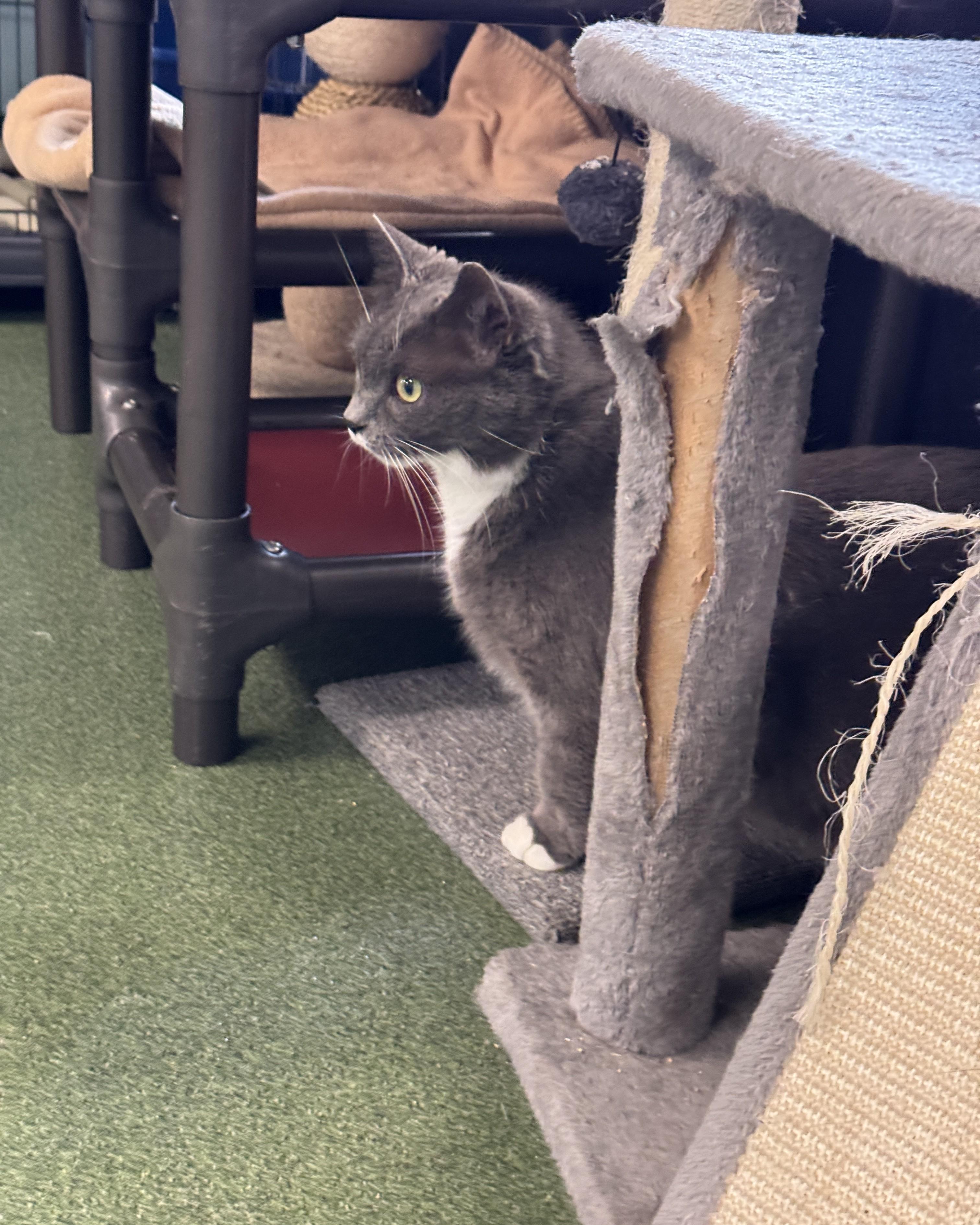 Enlarge Adelaide, a Adoptable Domestic Short Hair in Seneca, PA image 4/4
