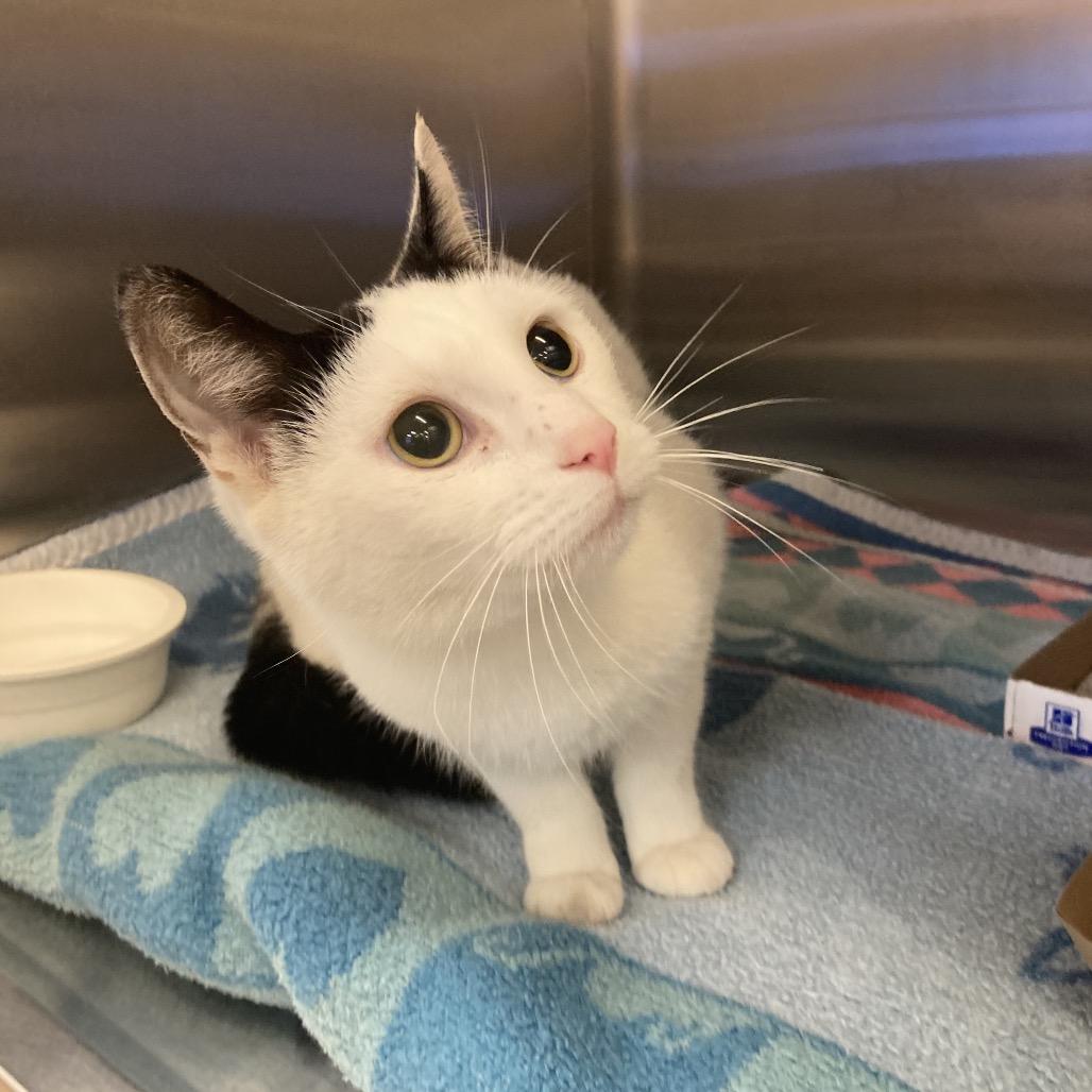 Enlarge Judy, a Adoptable Domestic Short Hair in Medina, OH image 1/3