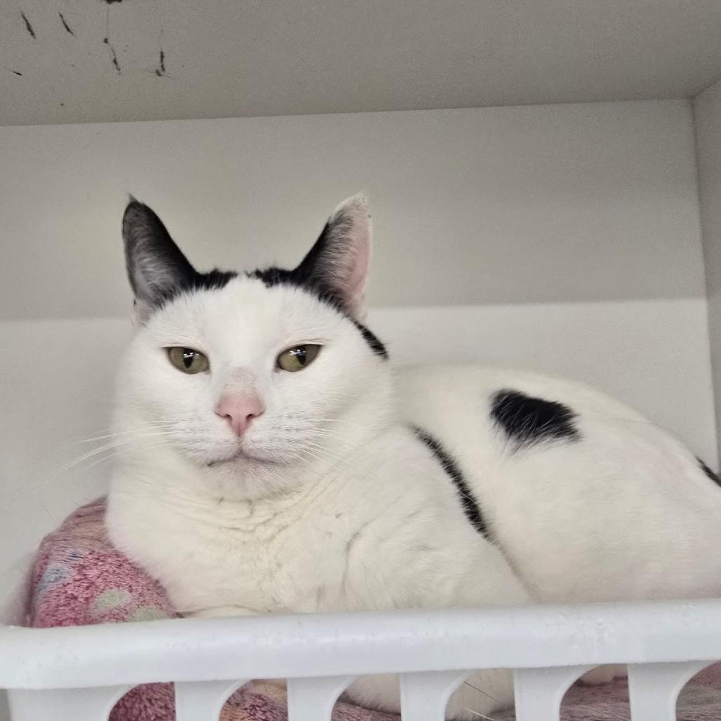 Enlarge Judy, a Adoptable Domestic Short Hair in Medina, OH image 3/3