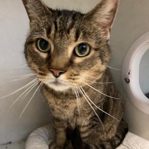 Buddy, Adoptable, Adult Male Domestic Short Hair.