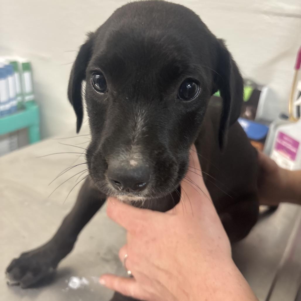 Enlarge Velvet, a Adoptable mixed breed in Clanton, AL image 1/2