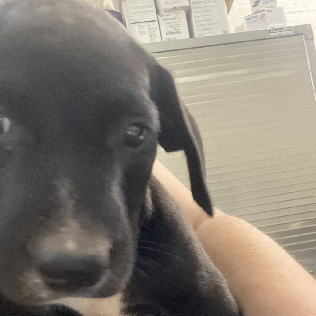 Enlarge Velvet, a Adoptable mixed breed in Clanton, AL image 2/2
