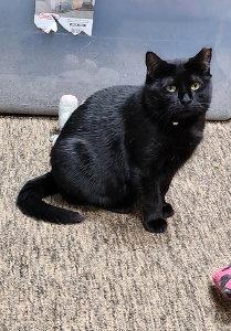 Mama Batts, Adoptable, Adult Female Domestic Short Hair.