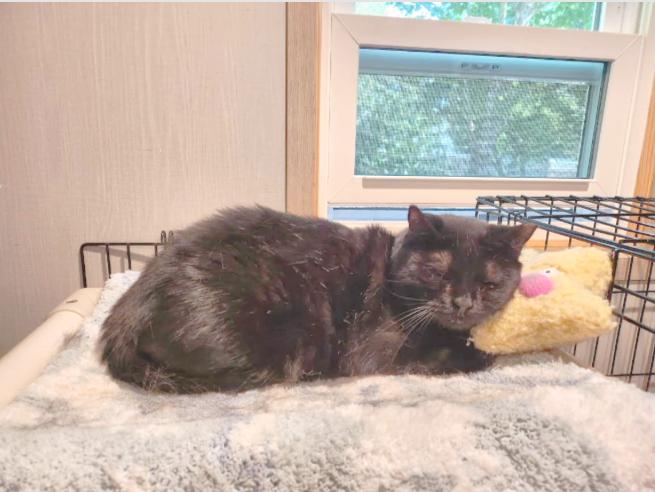 Mama Batts, Adoptable, Adult Female Domestic Short Hair.