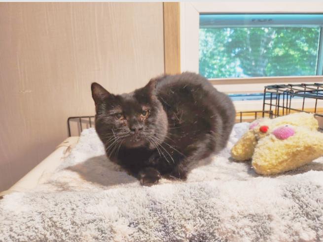 Enlarge Mama Batts, a Adoptable Domestic Short Hair in Hampstead, NC image 2/3
