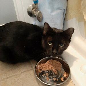 Mama Batts, a Adoptable Domestic Short Hair in Hampstead, NC image 2/3