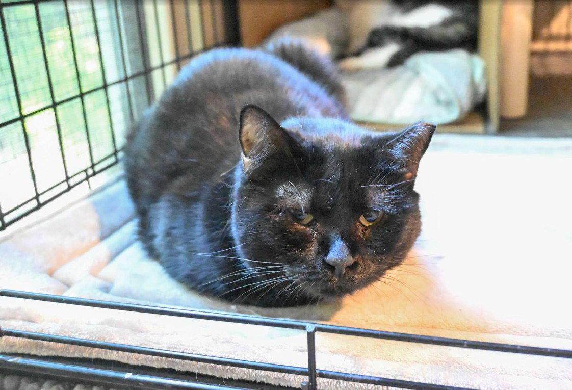 Mama Batts, a Adoptable Domestic Short Hair in Hampstead, NC image 3/3